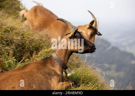 Fantastischer Wandertag in den alpen der Schweiz. Wunderbarer Blick auf einen wunderschönen See namens Brienzersee. Was für eine tolle Aussicht. Wunderbarer steinbock. Stockfoto