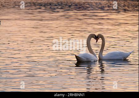Zwei Wasservögel cygnus olor auf der Moldau geformt in Schwanenherz. Romantisches Stimmungsfoto von zwei Schwanenliebhabern. Stockfoto
