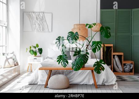 philodendron cordatum Philodendron Cordatum main image 0