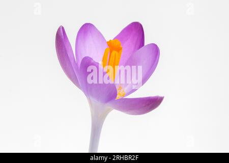 Nahaufnahme eines Crocus tommasinianus vor weißem Hintergrund Stockfoto