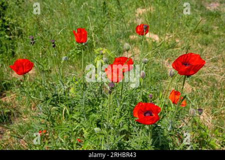Wilde rote Mohnblumen blühen auf dem Feld Stockfoto