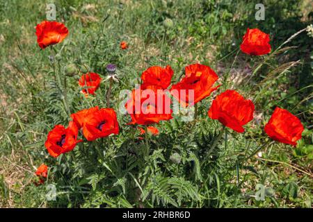 Wilde rote Mohnblumen blühen auf dem Feld Stockfoto