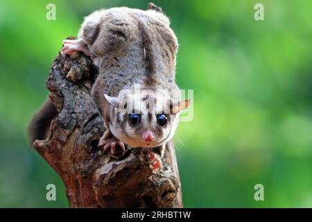 Nahaufnahme eines Zuckergleiters (Petaurus breviceps) auf einem Ast, Indonesien Stockfoto