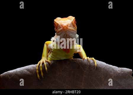 Nahaufnahme eines Albino-Leguans in einer Zweigstelle, Indonesien Stockfoto