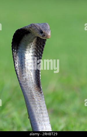 Javan cobra (Naja sputatrix), bereit für den Streik, Indonesien Stockfoto