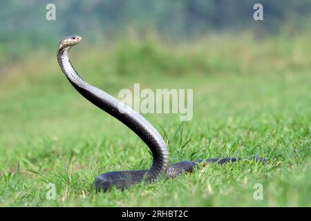 Javan cobra (Naja sputatrix), bereit für den Streik, Indonesien Stockfoto