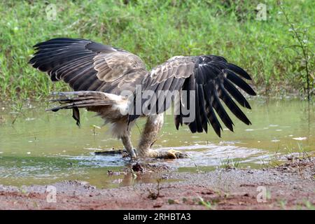 Wechselbarer Falke-Adler (Nisaetus cirrhatus), der eine kleine Warane in Indonesien fängt Stockfoto