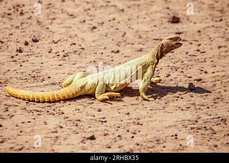 Eidechse in der Wüste, Saudi-Arabien Stockfoto