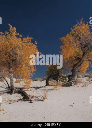 Gruppe herbstlicher Cottonwood-Bäume im White Sands National Park, New Mexico Stockfoto