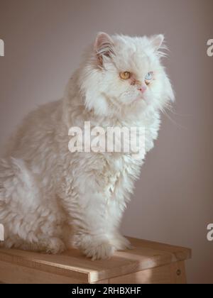 Süße Katze mit weißem Fell und unterschiedlich farbigen Augen, die auf einem Holzhocker auf weißem Hintergrund in einem hellen Raum sitzt Stockfoto