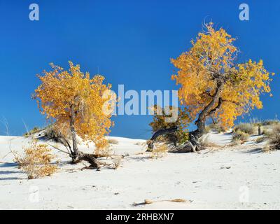 Zwei bunte Baumwollbäume in New Mexico Stockfoto