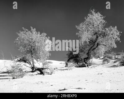 Monochrom von zwei Baumwollbäumen im White Sands National Park, New Mexico Stockfoto