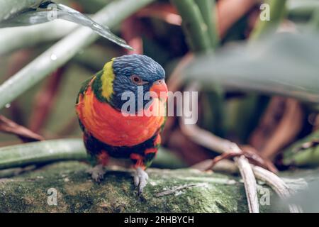 Von oben sehen Sie einen kleinen bunten Vogel mit Regenbogenmuscheln, der auf Stein mit grünem Moos neben Blättern mit Wassertropfen bei Tageslicht sitzt Stockfoto