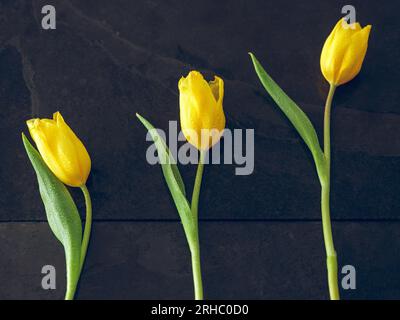Draufsicht auf helle Tulpen mit gelben Blütenblättern und grünen Blättern, bedeckt mit Tau auf schwarzem Hintergrund im Raum Stockfoto