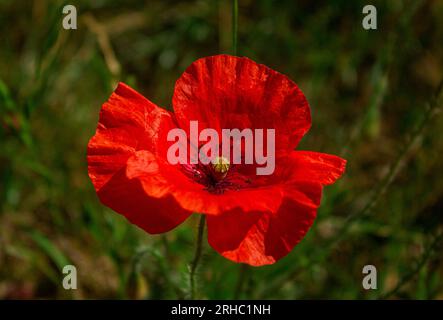 Leuchtend rote Mohnblume vor grünem Hintergrund an einem sonnigen Tag. Eine rote Blume mit Mohn (Papaver Rhoeas). Stockfoto