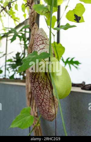 Aristolochia gigantea, die brasilianische Holländer-Pfeife oder Riesenpelikanblume (Syn. Aristolochia sylvicola Standl.), ist eine Zierpflanze, die von B stammt Stockfoto