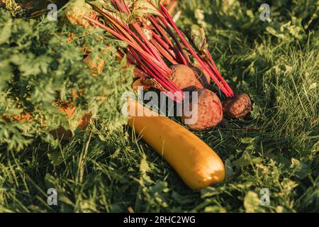 Nahaufnahme von frisch gepflückten Roten Bete und Zucchini auf dem Gras Stockfoto