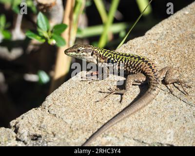 Die sizilianische Mauereidechse Podarcis waglerianus ruht auf einer Mauer in Nordsizilien. Stockfoto