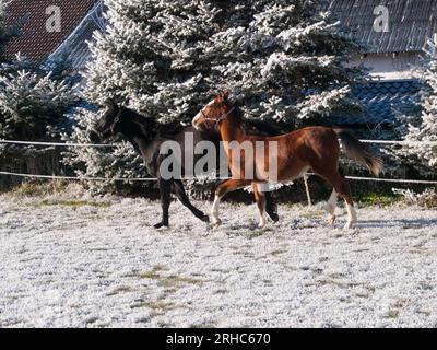 Schöne Sportpferde Fohlen laufen wild im Schnee auf Weide durch kalten, tief verschneiten Winter Stockfoto