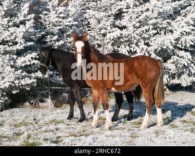 Schöne Sportpferde Fohlen laufen wild im Schnee auf Weide durch kalten, tief verschneiten Winter Stockfoto