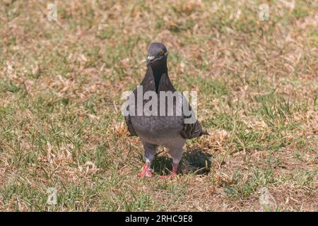 Felstaube steht auf dem Gras mit Sonnenlicht columbia libia Stockfoto