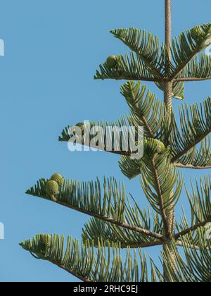 Araucaria heterophylla, allgemein Araucaria excelsa oder Norfolk Island Pine genannt Stockfoto