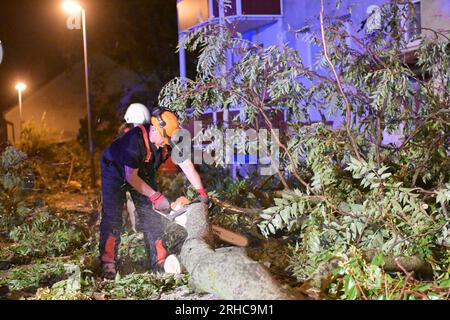 Brandenburg An Der Havel, Deutschland. 15. Aug. 2023. Ein Feuerwehrmann sägt einen umgestürzten Baum. Ein Sturm verursachte viel Schaden. Die Brandenburger Feuerwehrleute wurden durch ungewöhnlich starke Gewitter auf Trab gehalten, vor allem im Süden und Osten des Bundesstaats. Kredit: Michael Bahlo/dpa/Alamy Live News Stockfoto