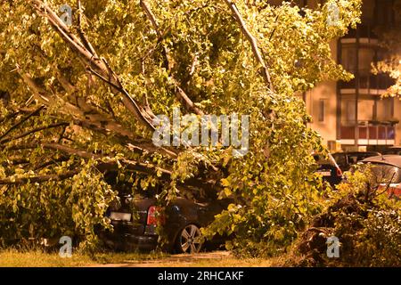 Brandenburg An Der Havel, Deutschland. 15. Aug. 2023. Ein Auto liegt unter einem umgestürzten Baum. Ein Sturm hat viel Schaden angerichtet. Ungewöhnlich starke Gewitter haben die Brandenburger Feuerwehr auf Trab gehalten, vor allem im Süden und Osten des Bundesstaates Credit: Michael Bahlo/dpa/Alamy Live News Stockfoto