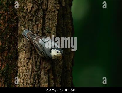 Weißbusiger Nuthatch auf einem Baum Stockfoto