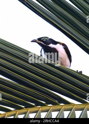 Art4Life, Kunstdruck und Material. Grün maskierte Wildvögel draußen in der Natur, Vögel, Tiere in Bäumen. Stockfoto