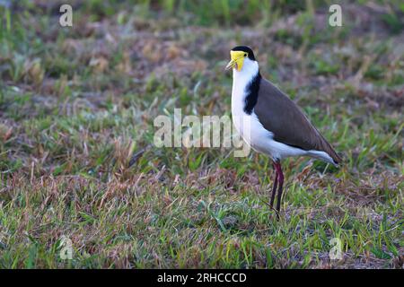 Art4Life, Kunstdruck und Material. Plover Vögel draußen in der Natur, Vögel, Tiere in Bäumen. Stockfoto