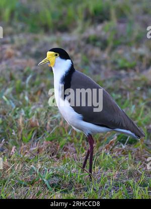 Art4Life, Kunstdruck und Material. Plover Vögel draußen in der Natur, Vögel, Tiere in Bäumen. Stockfoto