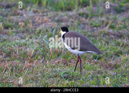 Art4Life, Kunstdruck und Material. Plover Vögel draußen in der Natur, Vögel, Tiere in Bäumen. Stockfoto