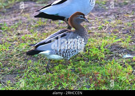 Art4Life, Kunstdruck und Material. Enten sitzen im Gras in der Nähe des Teichs. Stockfoto