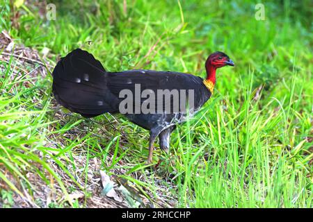 Art4Life, Kunstdruck und Material. Buschpute im Pinsel, Vögel draußen in der Natur, Vögel, Tiere in Bäumen. Stockfoto