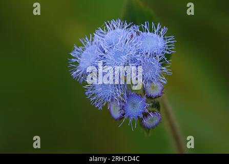 Art4Life, Kunstdruck und Material. Wunderschöne Natur in lebendigen Farben. Blumen im Garten im Makro. Blaues Nerz. Stockfoto