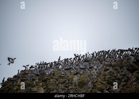 Auks at Yaquina Head Lighthouse, Oregon 2022 Stockfoto