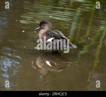 Foto Der Pacific Black Duck Im Local Pond Stockfoto