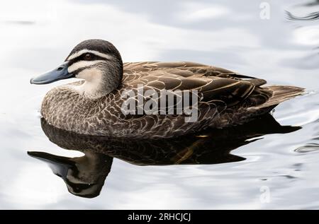 Foto Der Pacific Black Duck Im Local Pond Stockfoto