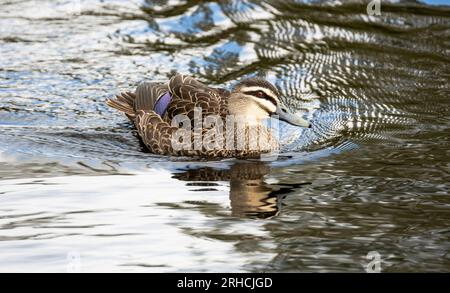 Foto Der Pacific Black Duck Im Local Pond Stockfoto