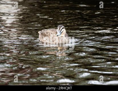 Foto Der Pacific Black Duck Im Local Pond Stockfoto