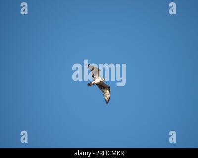 Ein einzelner Fischadler im Flug mit sonnendurchfluteten Flügeln. Isoliert gegen einen wolkenlosen blauen Himmel. Stockfoto