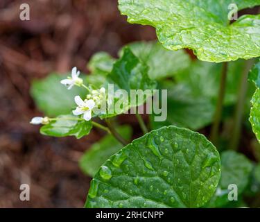 Frische grüne Wasabi-Pflanzenblätter und weiße Blüten mit Knospen im Garten Stockfoto