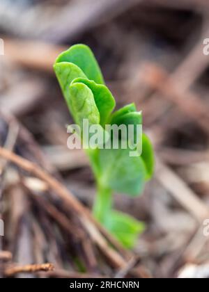 Erbsenkeimlinge keimen, schieben sich vom Boden in die Sonne, um zu wachsen, neues Leben, grüne Pflanzen Stockfoto