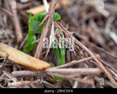 Erbsensämlinge, die sich vom Boden durch den Eukalyptus Mulch in den Sonnenschein drängen, um neues Leben, grüne Pflanzen zu wachsen Stockfoto