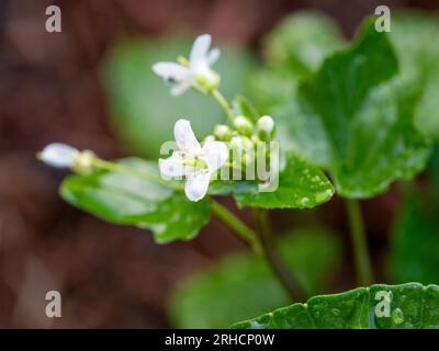 Frische grüne Wasabi-Pflanzenblätter und weiße Blüten mit Knospen im Garten Stockfoto
