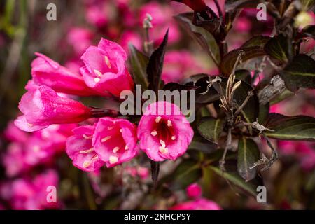 Nahaufnahme von rosa Blumen mit weißen Mittelpunkten auf dunkelgrünem Busch - Unschärfe von mehr Blumen und Blättern im Hintergrund - natürliches Licht Stockfoto