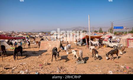 Pushkar, Indien – 18. November 2015. Pferde werden morgens in einem Zeltlager auf der jährlichen Pushkar Camel Fair gefüttert, wo Vieh gekauft und verkauft wird. Stockfoto