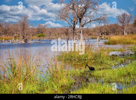 Ein afrikanischer Großstorch (Anastomus lamelligerus), der in einem Sumpfgebiet im Okavango-Delta, Botsuana, nach Schnecken und Muscheln sucht. Stockfoto