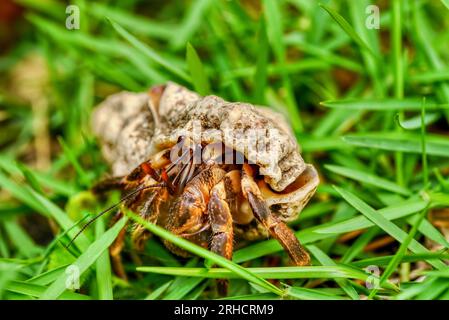 Flache Tiefenansicht einer Einsiedlerkrabbe (lateinisch, Pagurus) auf den Philippinen, die in einer verlassenen Muschel lebt. Stockfoto